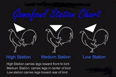 sabong conditioning|Training Gamefowl for Sabong Fights: Techniques and Tips for Success.